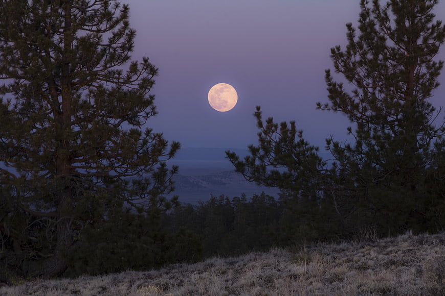 Full Moon Rising Over Pine Trees at Dusk