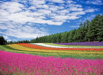 Colorful Flower Field with Blue Sky and Forest