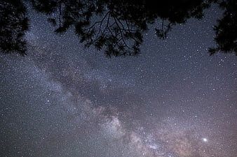 Milky Way Galaxy Through Pine Tree Silhouettes at Night