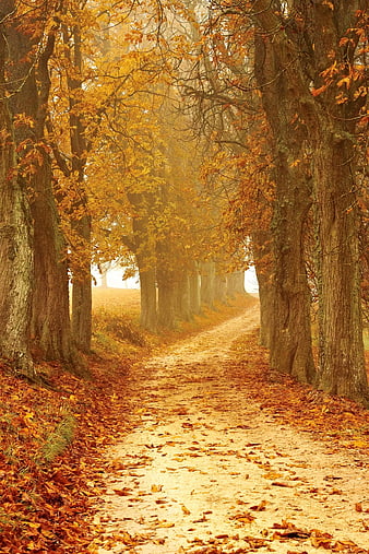Golden Autumn Path Lined with Trees and Fallen Leaves