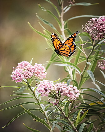 Monarch Butterfly on Pink Milkweed Flowers in Garden