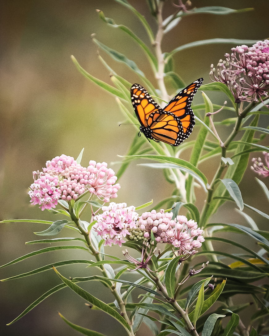 Monarch Butterfly on Pink Milkweed Flowers in Garden