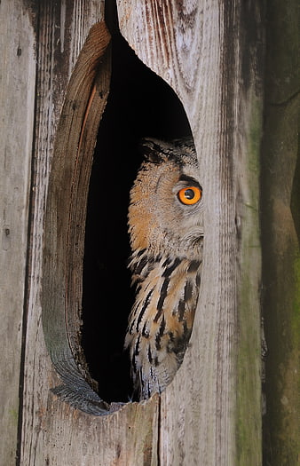 Close-up of an owl peeking from a wooden tree hollow