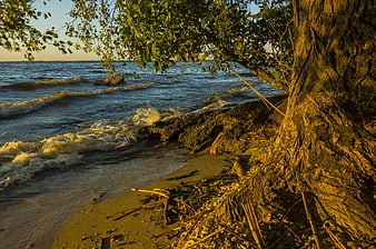 Golden Hour Tree Roots on Rocky Lake Shore with Waves