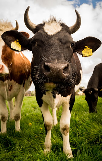 Close-up of curious black and white cow in green pasture