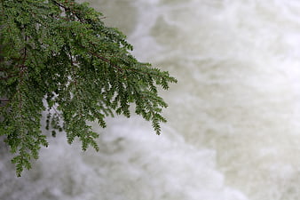 Green fir branch against blurred rushing river background