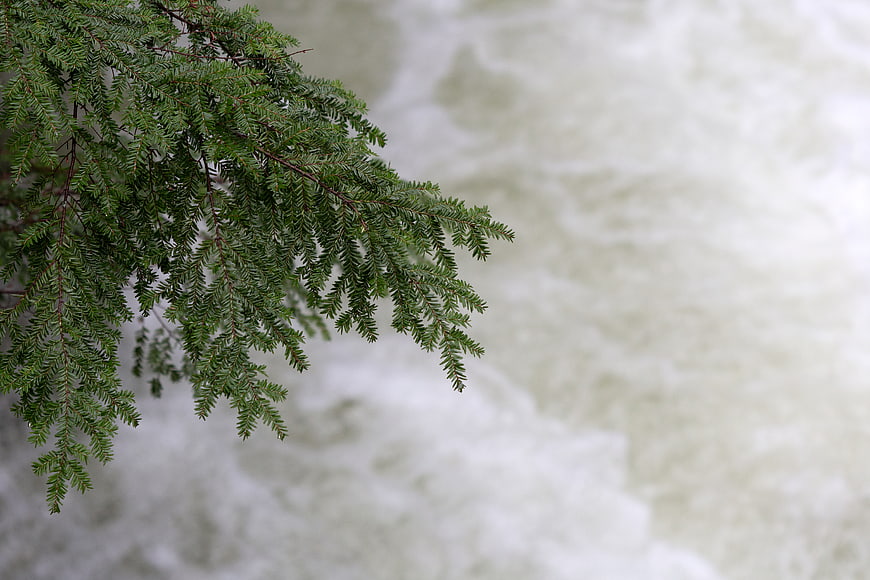 Green fir branch against blurred rushing river background