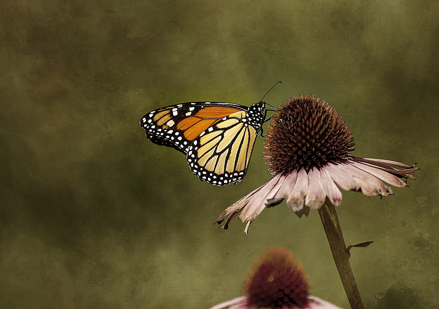 Monarch Butterfly on Purple Coneflower with Vintage Texture
