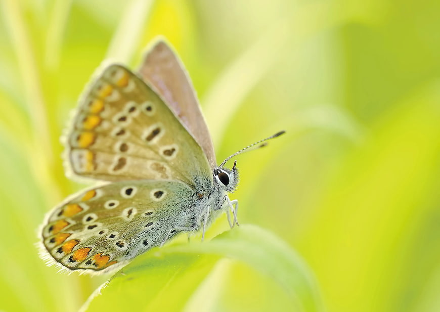 Close-up of a Brown Butterfly on a Green Leaf