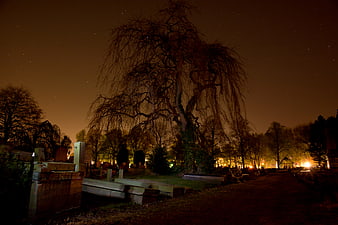 Spooky Willow Tree in Cemetery at Night with Stars