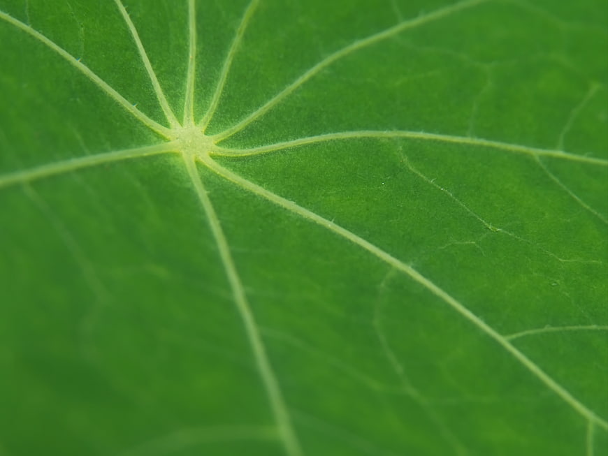 Close-up of Green Leaf Veins and Texture