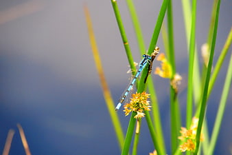 Blue Damselfly on Green Reed Stem in Wetland