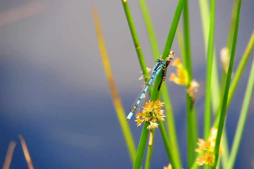 Blue Damselfly on Green Reed Stem in Wetland