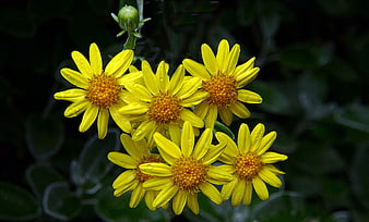 Vibrant yellow flowers with water droplets on dark green background