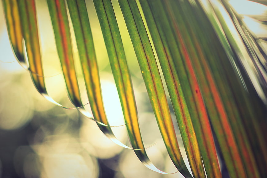 Close-up of green palm leaf with sunlight and bokeh background