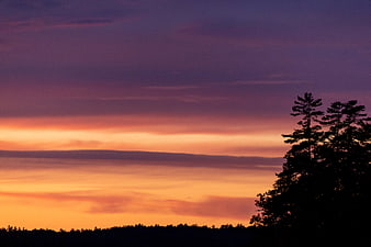 Vibrant purple and orange sunset sky with tree silhouette