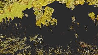Aerial View of Dark Wetland with Green Vegetation Patterns