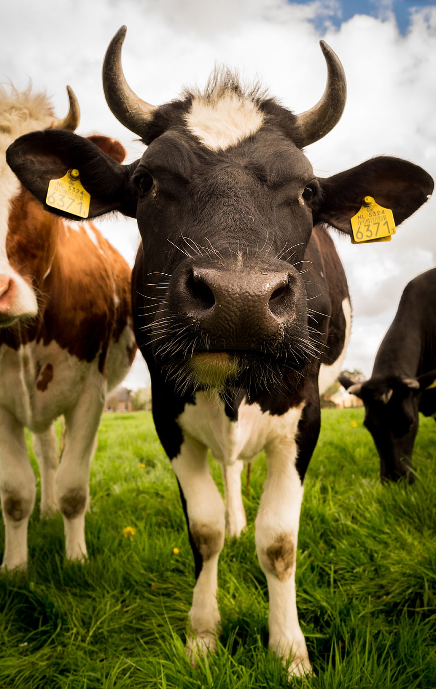 Close-up of black and white cow with horns in green pasture
