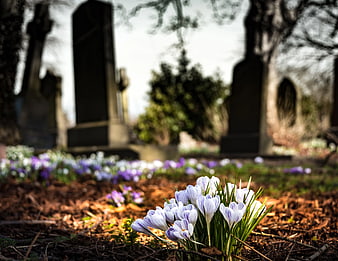 Purple Crocus Flowers Blooming in a Cemetery