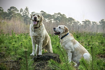 Two Yellow Labrador Retrievers in Pine Forest