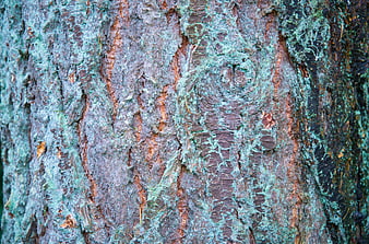 Close-up of rough tree bark with green moss texture