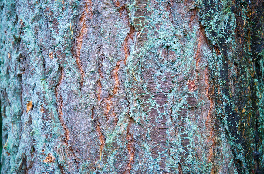 Close-up of rough tree bark with green moss texture