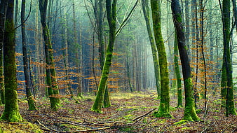 Misty Mossy Forest Path in Autumn