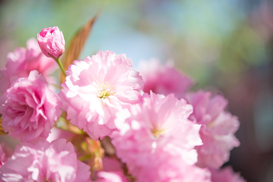 Close-up of pink cherry blossoms in spring sunlight