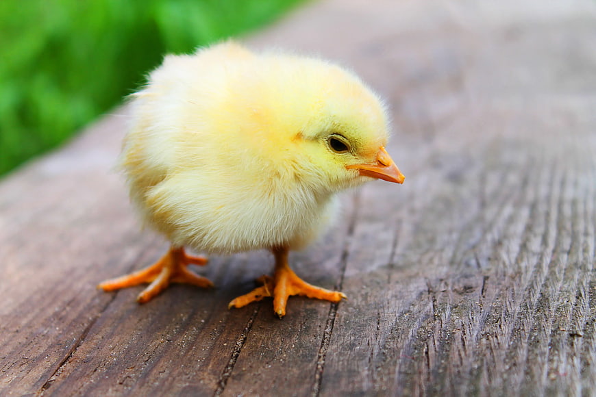 Cute Yellow Chick on Wooden Surface
