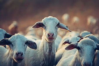 Close-up of curious white goats in a herd at golden hour