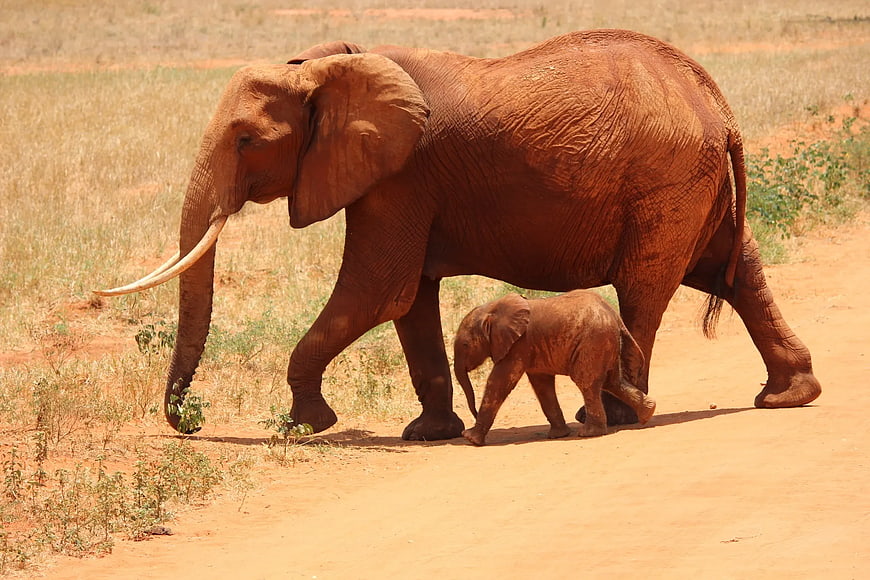 Mother Elephant and Calf Walking on Red Dirt Road