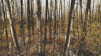 Dense Forest of Bare Trees in a Wetland Landscape