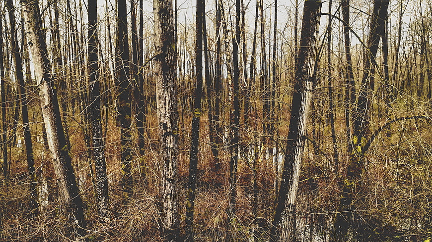 Dense Forest of Bare Trees in a Wetland Landscape
