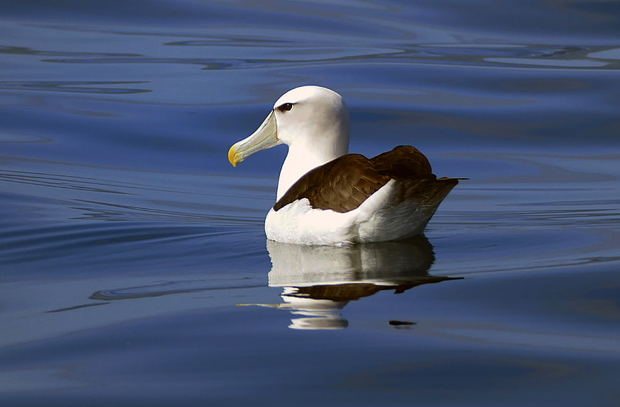 Black-browed Albatross Floating on Calm Blue Ocean Water