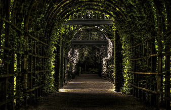Sunlit Garden Tunnel with Arched Pergola and Greenery