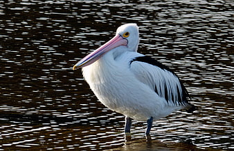 Australian Pelican Standing in Shallow Water
