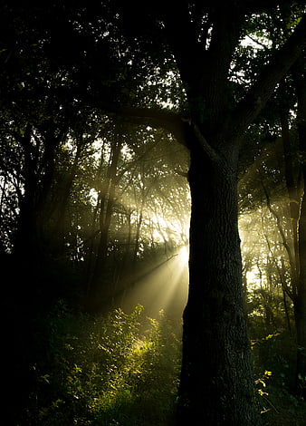 Sunbeams streaming through misty forest trees