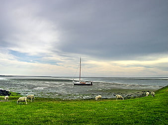 Sheep grazing on green grass near a stranded sailboat at low tide