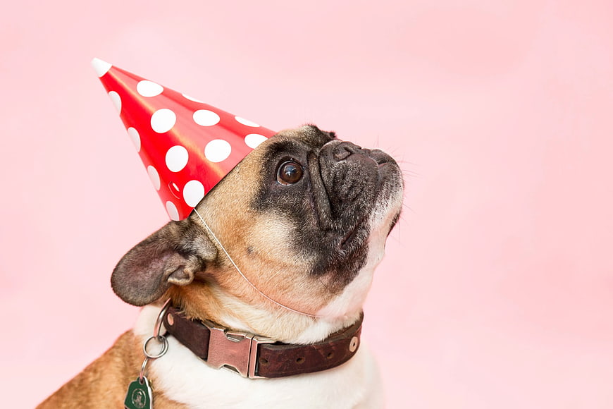 Cute French Bulldog in Red Party Hat on Pink Background