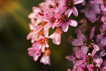 Close-up of delicate pink flowers with blurred background