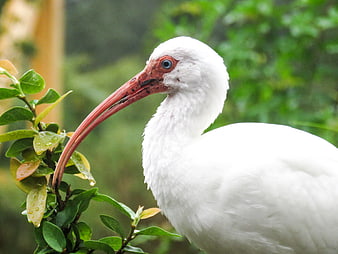 Close-up of White Ibis with Red Beak in Green Foliage