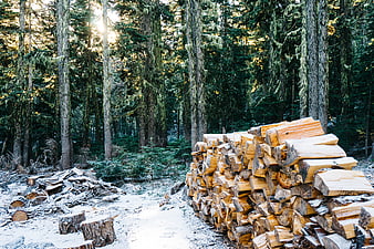 Stacked lumber logs in snowy forest with sunlight
