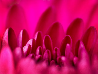Macro Close-Up of Vibrant Pink Flower Petals