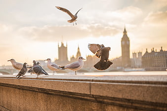 Seagulls and Pigeons on London Bridge with Big Ben Background