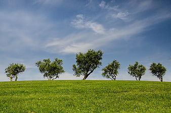 Row of green trees on grassy hill under blue sky
