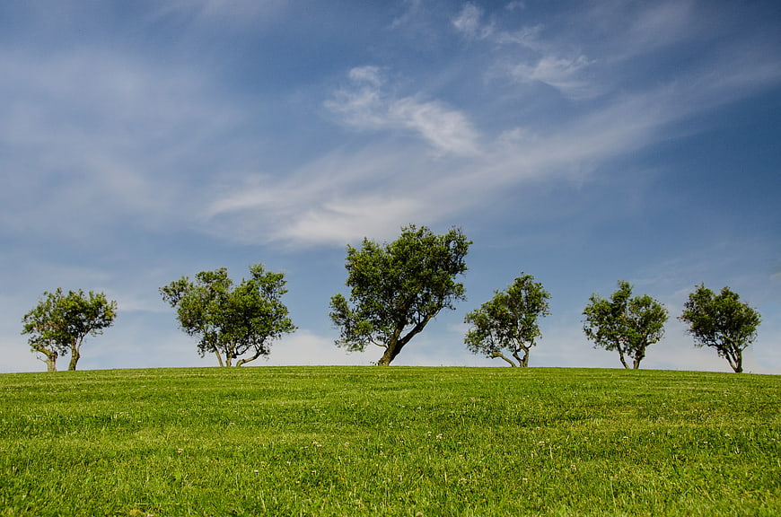 Row of green trees on grassy hill under blue sky