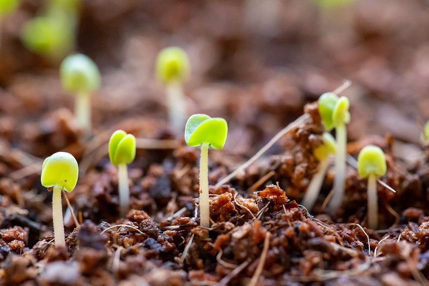 Close-up of green seedlings sprouting from rich brown soil