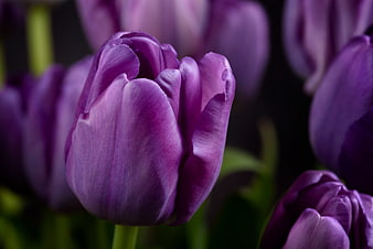 Close-up of vibrant purple tulip flower bloom