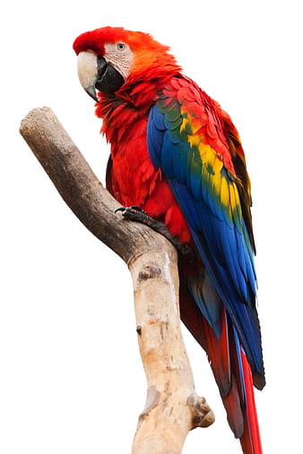 Vibrant Scarlet Macaw Perched on Branch