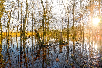 Sunlit Swamp Forest with Reflections in Drenthe